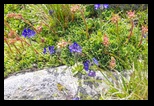 Pirin - Tevno - Demianitsa -06-07-2015 - Bogdan Balaban